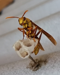 Polistes carnifex carnifex