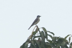Tyrannus dominicensis