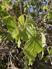 Viburnum opulus americanum