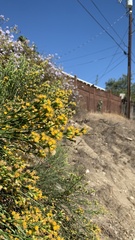 Lepidospartum squamatum