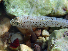 Gobius incognitus
