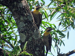 Colaptes campestris campestroides
