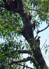 Colaptes campestris campestroides