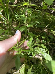 Cardamine pensylvanica