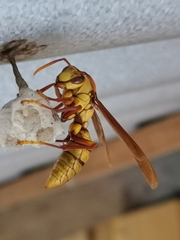 Polistes carnifex carnifex