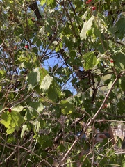 Viburnum opulus americanum