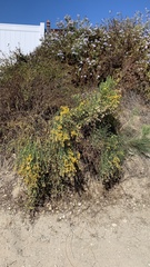 Lepidospartum squamatum