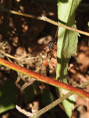 Therion circumflexum