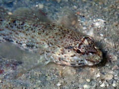 Gobius incognitus
