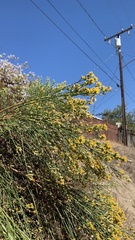 Lepidospartum squamatum