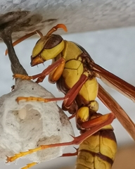 Polistes carnifex carnifex