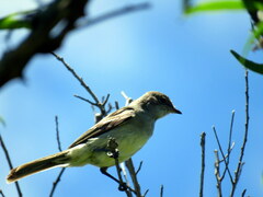 Elaenia
