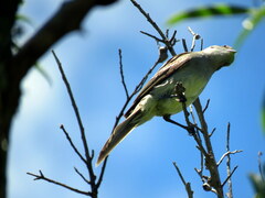 Elaenia