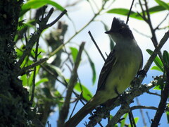 Elaenia