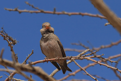 Bucanetes githagineus