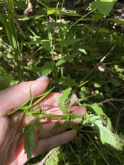 Cardamine pensylvanica