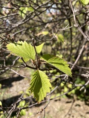 Viburnum dentatum