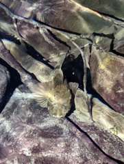 Cottus