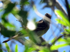 Elaenia