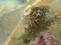Dendrodoris grandiflora