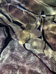 Cottus