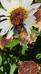 Phidippus apacheanus