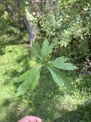 Anemone virginiana