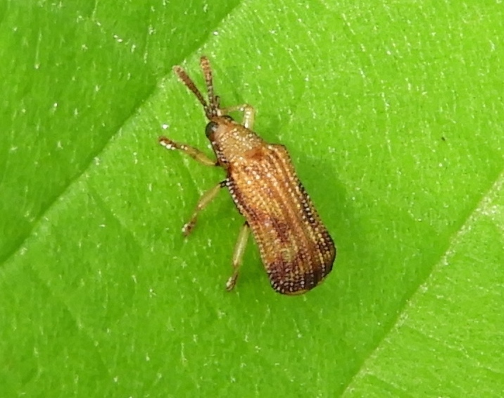 Baliosus vittaticollis