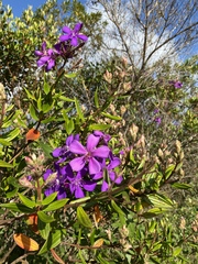 Pleroma candolleanum