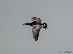 Branta leucopsis
