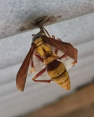 Polistes carnifex carnifex