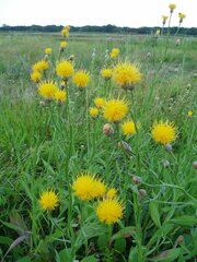 Centaurea chartolepis