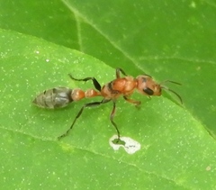 Pseudomyrmex
