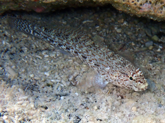 Gobius incognitus