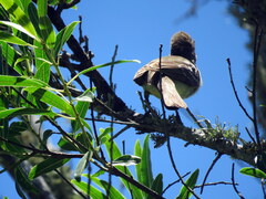 Elaenia