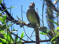Elaenia