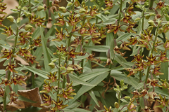Epipactis veratrifolia