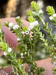 Phylica humilis