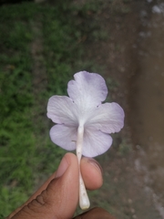 Achimenes longiflora