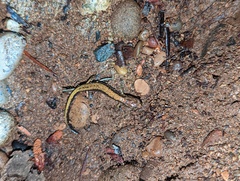 Plethodon dunni