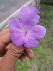 Achimenes longiflora
