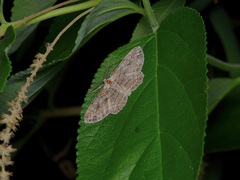 Iridopsis vellivolata