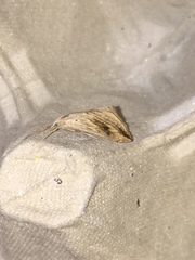 Evergestis forficalis