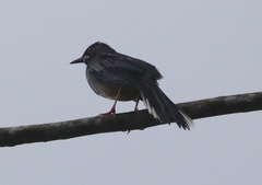 Turdus plumbeus