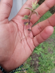 Achimenes longiflora