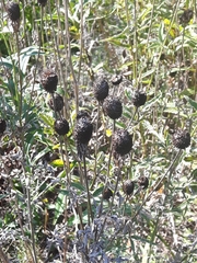 Hyptis capitata
