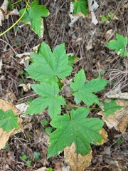 Acer pseudoplatanus