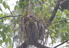 Tillandsia utriculata
