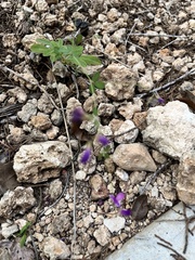 Lespedeza procumbens