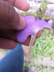 Achimenes longiflora